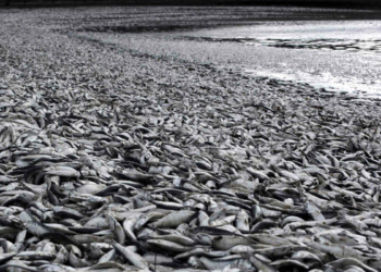 Marea Roja: La reiterada pesadilla de los pescadores